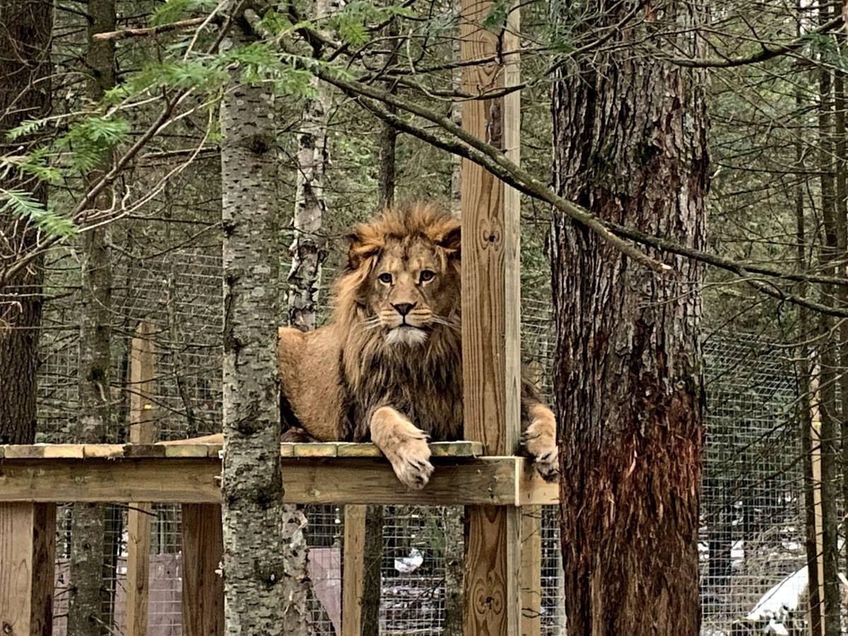 A lion at GarLyn Zoo. PC: GarLyn Zoo and Wildlife Park