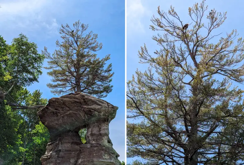 A bald eagle spotted atop Chapel Rock during a guided tour with Pictured Rocks Kayaking.