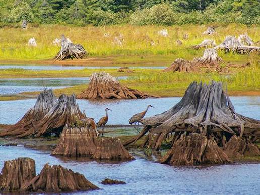 Two sandhill cranes standing among weathered tree stumps in the marsh at Seney National Wildlife Refuge